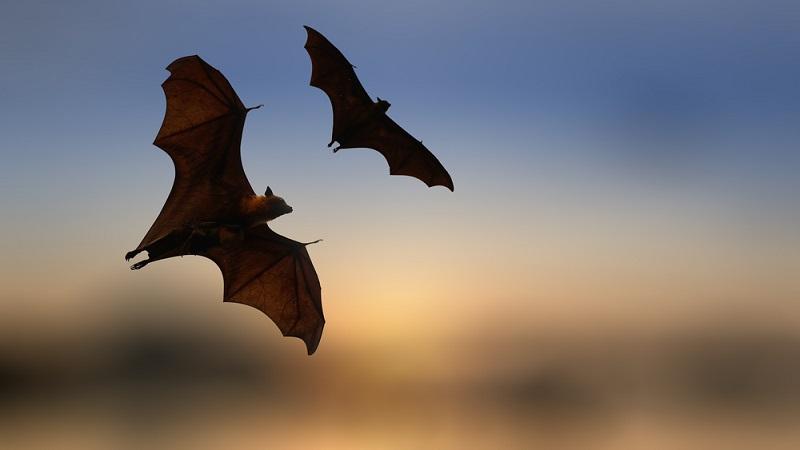 Fóssil de espécie desconhecida de morcego de 16 milhões de anos é encontrado na Espanha-0