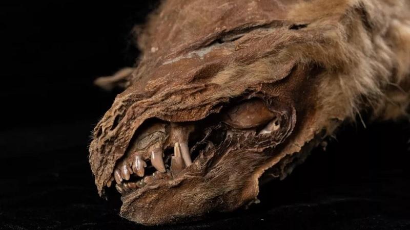 Filhote de lobo de 57 mil anos é encontrado bem preservado no Canadá-0