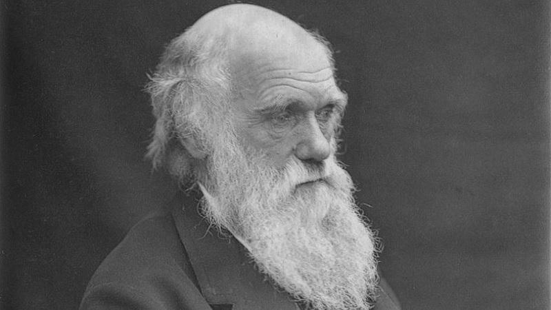 Cientistas confirmam que Darwin tinha razão sobre teoria formulada há 160 anos-0