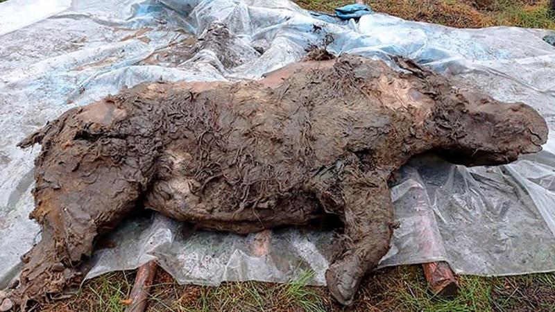 Rinoceronte da Era do Gelo é encontrado praticamente intacto na Sibéria-0