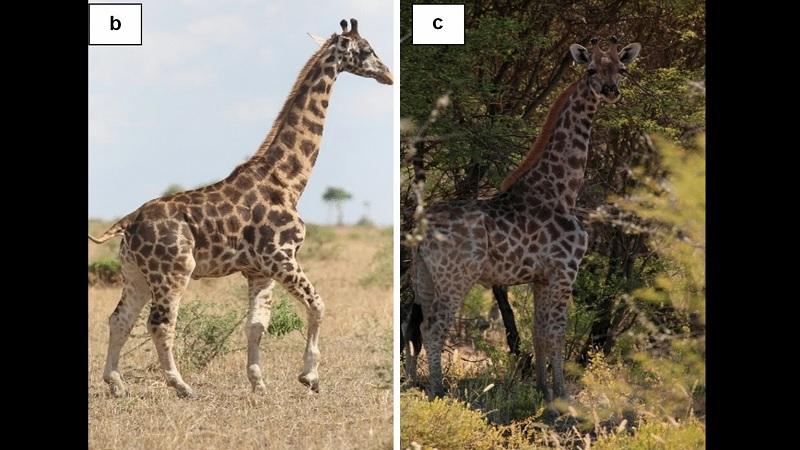 Girafas anãs são avistadas pela primeira vez na natureza-0