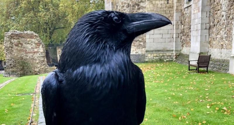 Desaparecimento de um corvo da Torre de Londres pode ser presságio do fim da Monarquia Britânica-0