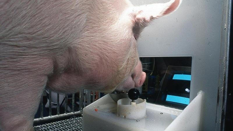 Cientistas descobrem que porcos são capazes de jogar videogames-0