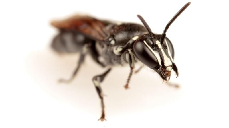 Rara abelha "de máscara" considerada extinta há quase 100 anos reaparece na Austrália-0