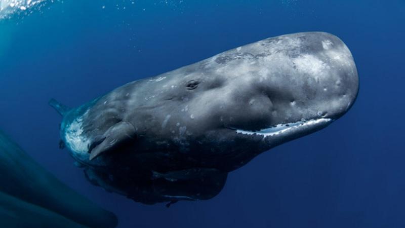 Mulher encontra pedaço de vômito de baleia avaliado em R$ 1,5 milhão na Tailândia-0