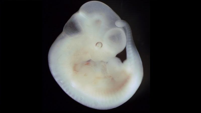 Marco histórico: cientistas desenvolvem embriões de camundongos em útero artificial-0