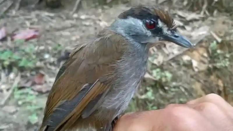 Pássaro considerado extinto há 180 anos reaparece em ilha na Ásia-0