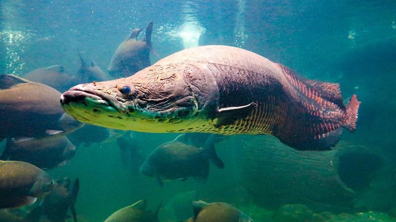 Mistério: como um peixe gigante da Amazônia apareceu na Flórida?-0