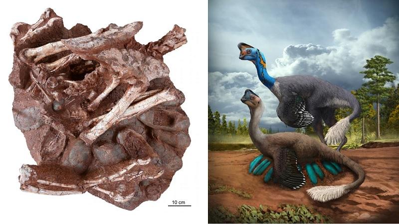 Fóssil de dinossauro que morreu chocando ovos é encontrado pela primeira vez-0