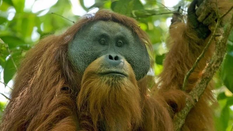 Espécie mais rara dos grandes primatas pode ser extinta em breve, alertam pesquisadores-0