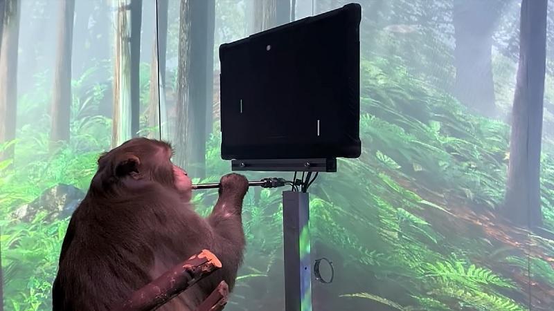 Macaco consegue jogar videogame com a mente por meio de implante cerebral-0