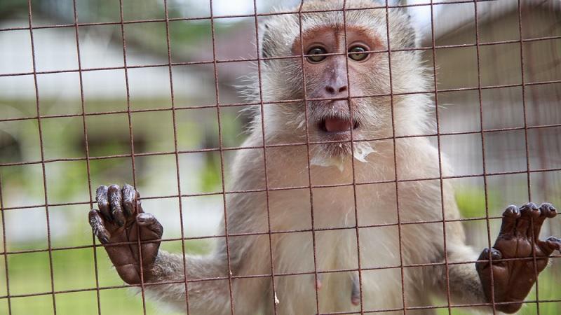 Estudo que criou embriões híbridos de humanos e macacos levanta questões éticas-0
