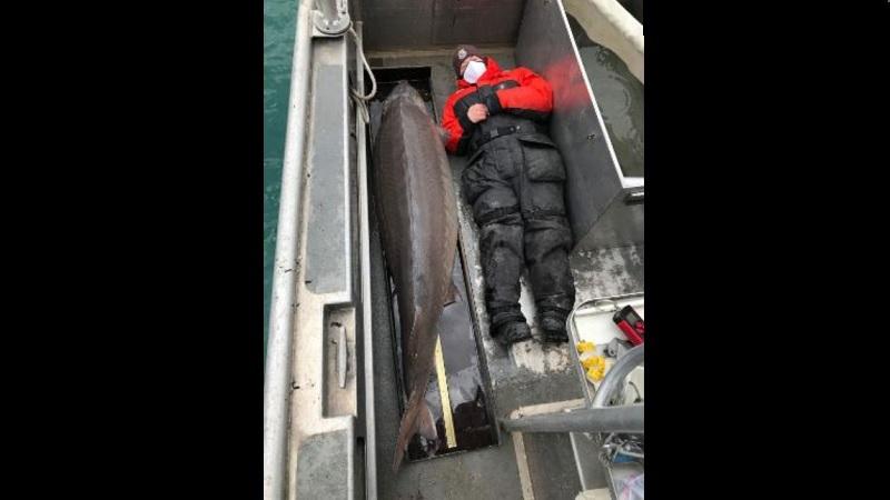 Monstro do rio: peixe gigante centenário é capturado nos Estados Unidos-0