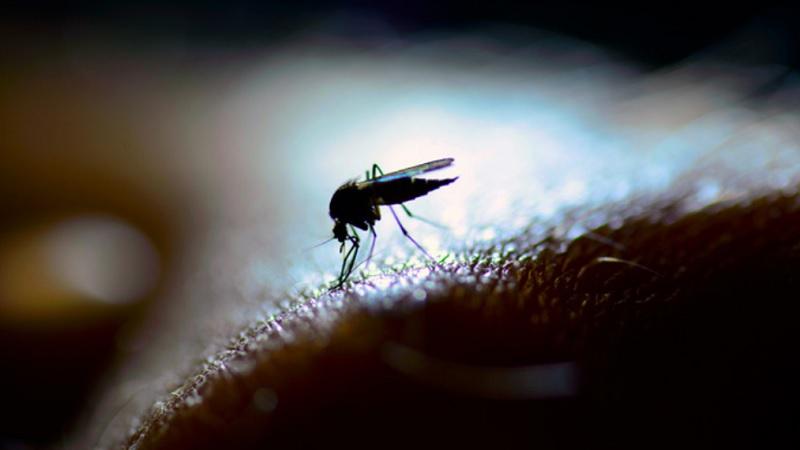 Milhões de mosquitos programados para autodestruição são liberados na natureza-0