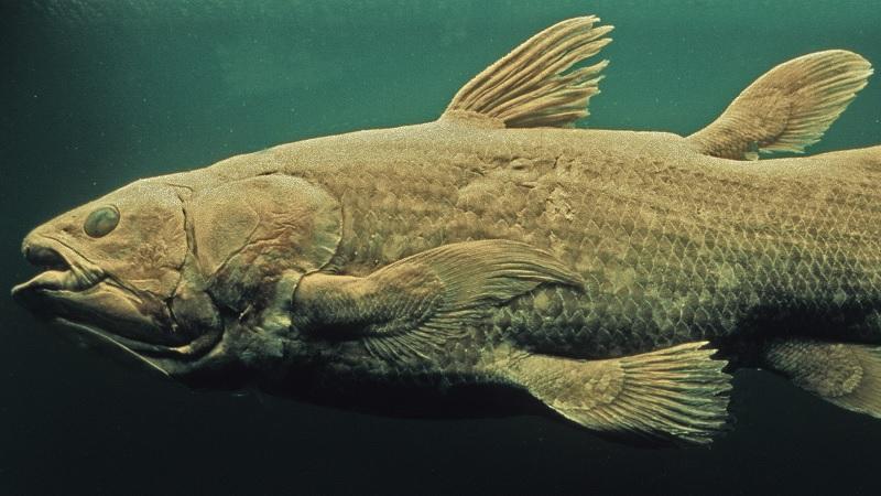 Espécie pré-histórica de peixe de 420 milhões de anos é encontrada em Madagascar-0