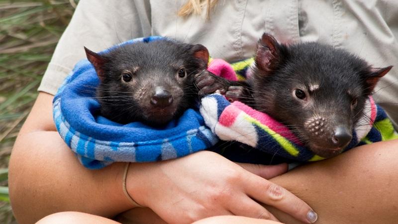 Diabos-da-Tasmânia nascem pela primeira vez em 3 mil anos no continente da Austrália-0