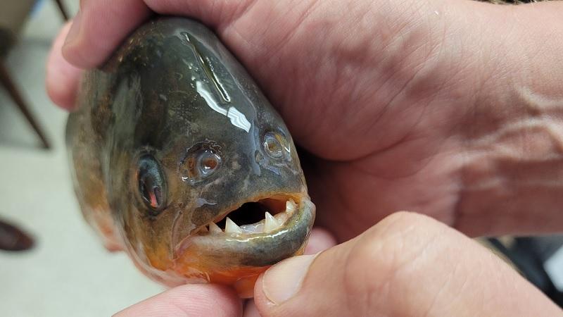 Mistério: piranha da Amazônia é encontrada em lago de universidade dos EUA-0