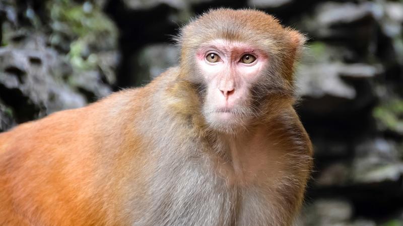 China registra primeira morte de humano por vírus raro transmitido por macacos-0