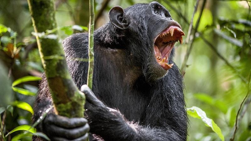 Chimpanzés são vistos matando gorilas pela primeira vez e surpreendem cientistas-0