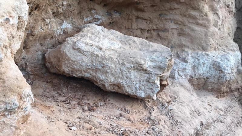 Fóssil de dinossauro de 65 milhões de anos é encontrado durante obras em rodovia em SP-0