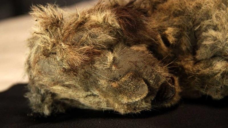 Filhote de leão de 28 mil anos encontrado intacto tem segredos revelados-0
