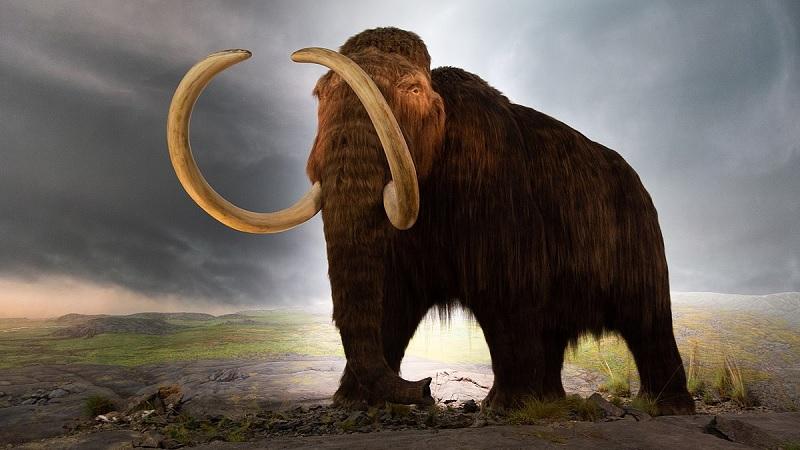 Startup pretende trazer mamutes de volta à vida daqui a seis anos-0