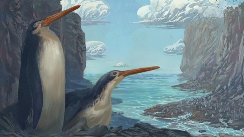 Crianças encontram fósseis de nova espécie de pinguim gigante na Nova Zelândia-0
