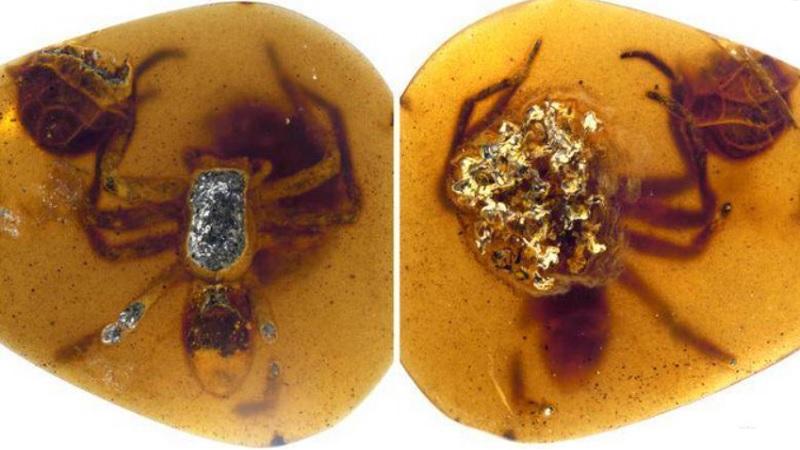Descoberta de fóssil mostra  "cuidado materno" de aranhas extintas-0