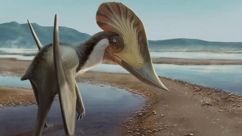 Novo pterossauro brasileiro é batizado em homenagem à Mulher-Maravilha-0