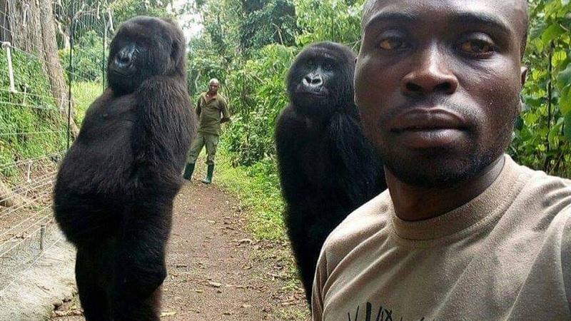 Morre gorila que ficou famosa ao posar para foto em parque no Congo-0