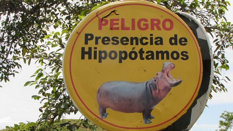 "Hipopótamos da cocaína" de Pablo Escobar são esterilizados na Colômbia-0