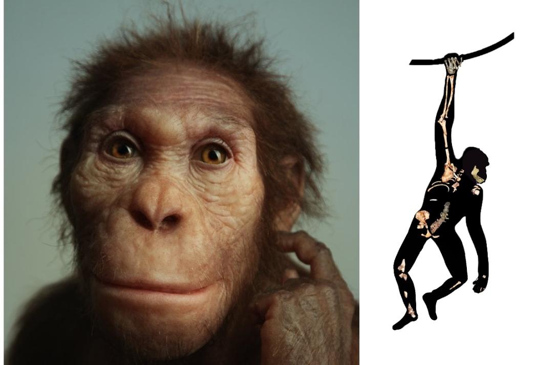 Encontrados fósseis de espécie que caminhava como humano e escalava como macaco-0