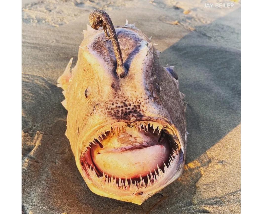  Raro "monstro marinho" aparece em praia nos Estados Unidos-0
