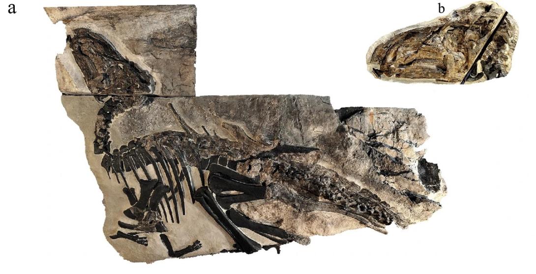 Fósseis de incrível rebanho de dinossauros são encontrados na Itália-0