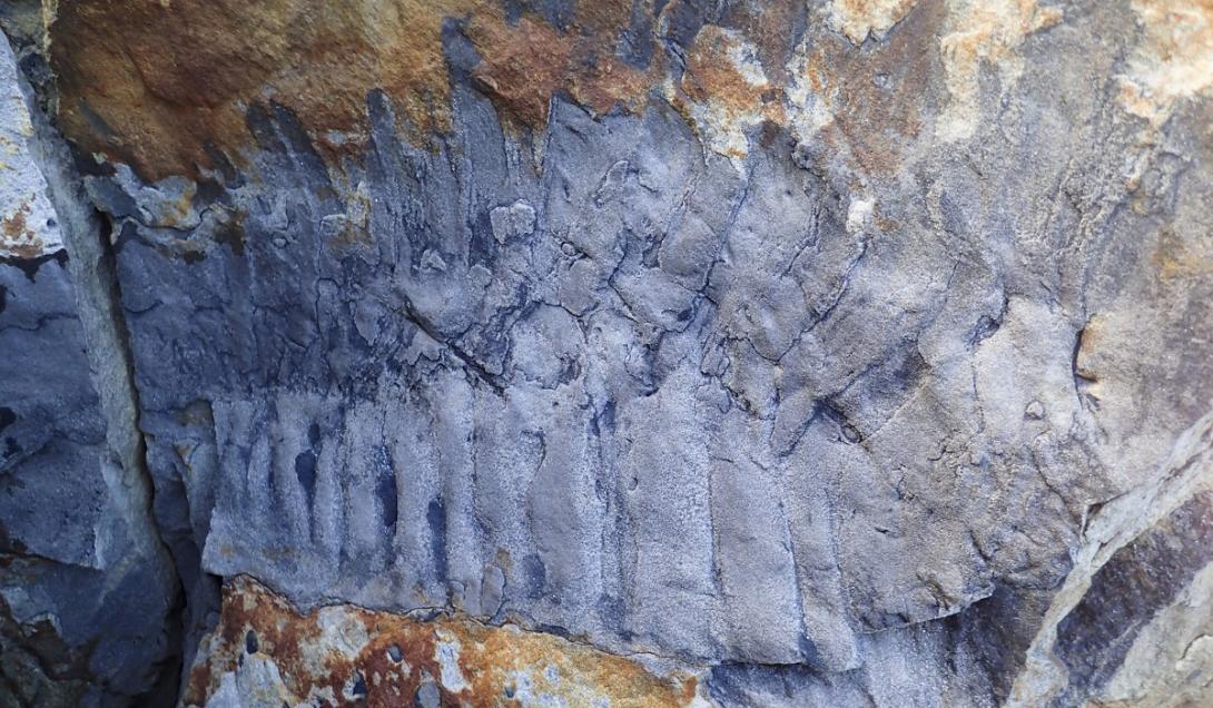 Encontrado fóssil de centopeia monstruosa do tamanho de um carro-0