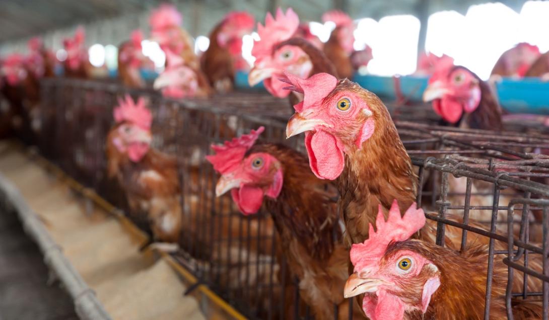 Raro caso de gripe aviária em um humano é detectado na Inglaterra-0