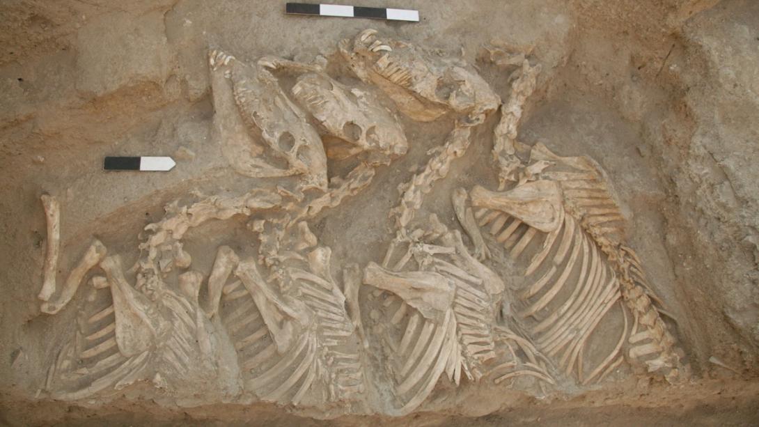Esqueletos de animais criados por bioengenharia há 4500 anos são encontrados na Síria-0