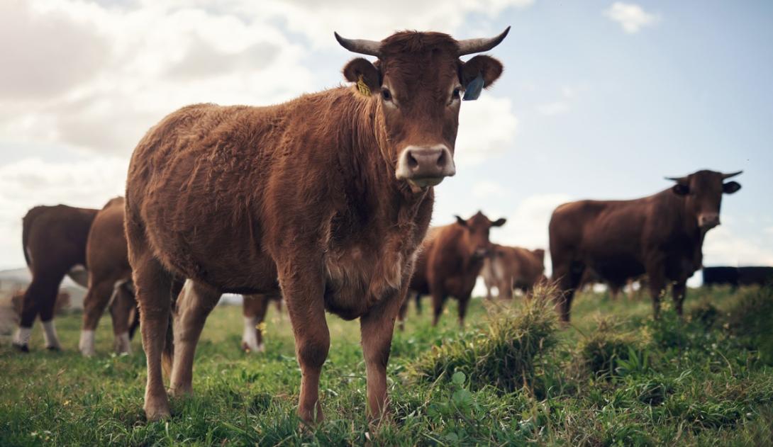 Interromper a produção de carne salvaria o planeta, diz novo estudo-0