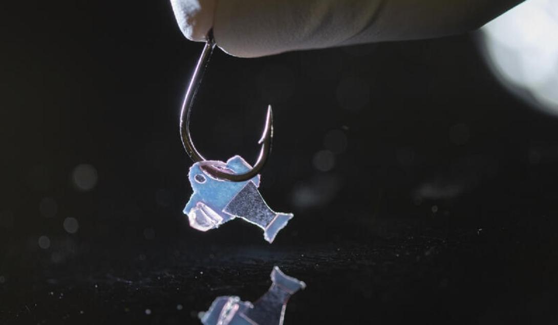 Pesquisadores criam peixes robóticos "biohíbridos" com células do coração humano-0