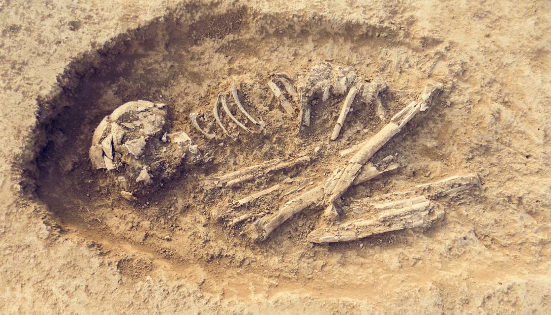 O estranho fóssil de uma menina humana nascida de duas espécies-0
