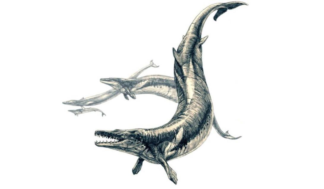 Fóssil de "monstro marinho" de 36 milhões de anos é encontrado no Peru-0