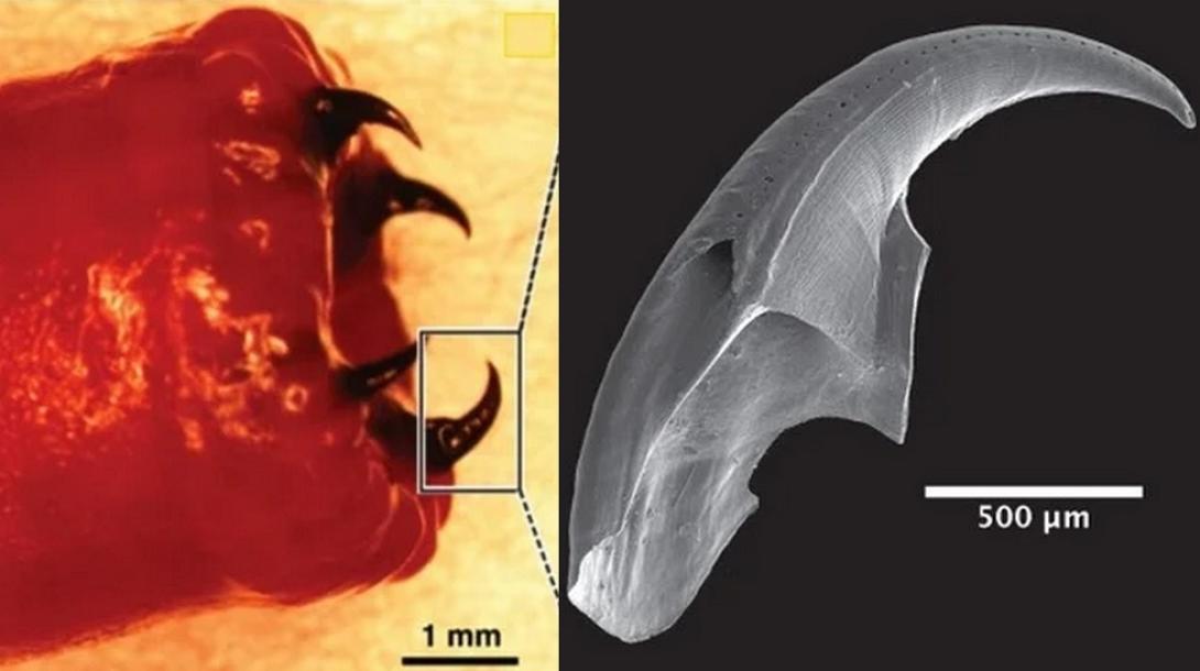 Cientistas descobrem como o temível verme de sangue desenvolve dentes metálicos-0
