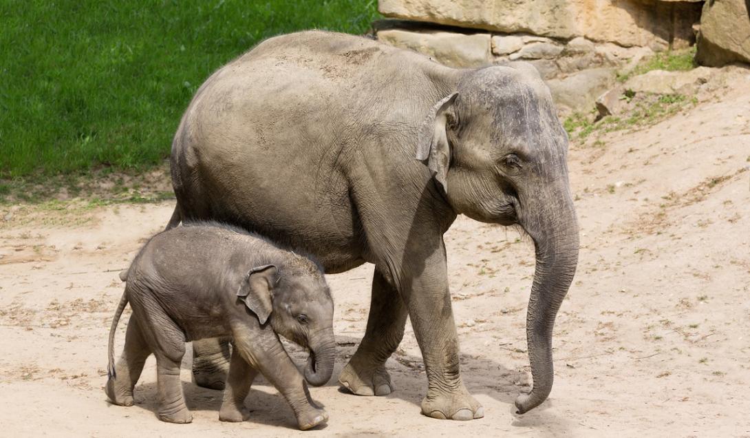 Gestação de dois anos: por que os elefantes demoram tanto para nascer?-0
