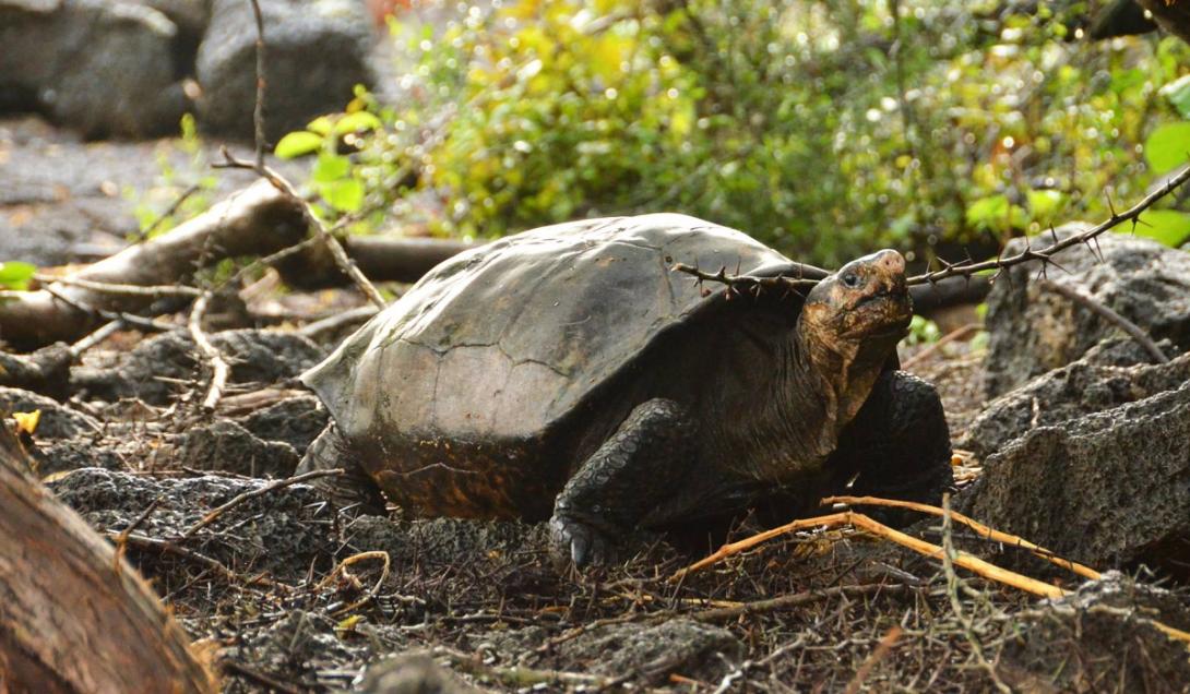 Estudo confirma que tartaruga considerada extinta há 100 anos reapareceu em Galápagos-0