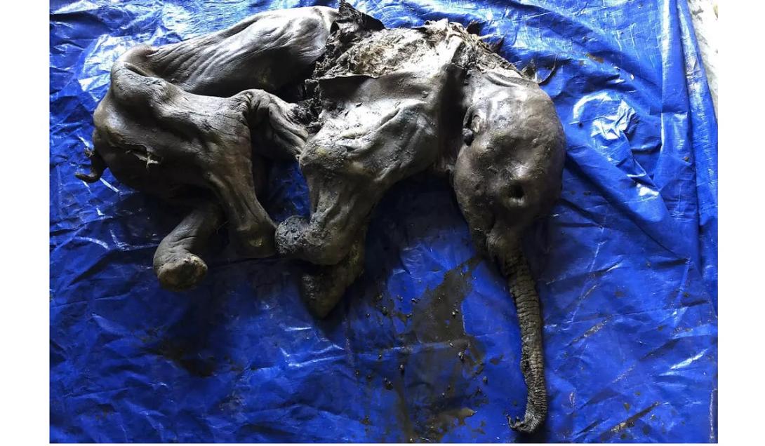 Filhote de mamute mumificado de 30 mil anos é encontrado por acaso no Canadá-0