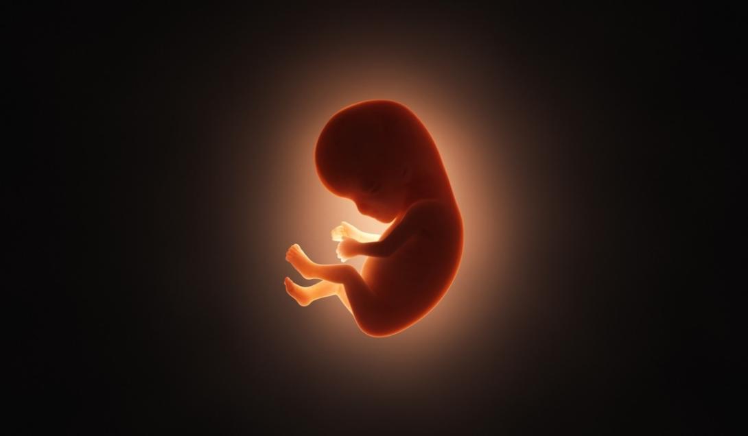 Sem óvulo nem espermatozoide: biólogos descobrem como criar vida a partir de células-tronco-0