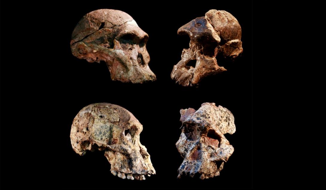 Fósseis encontrados na África do Sul reacendem o debate sobre a origem da humanidade-0