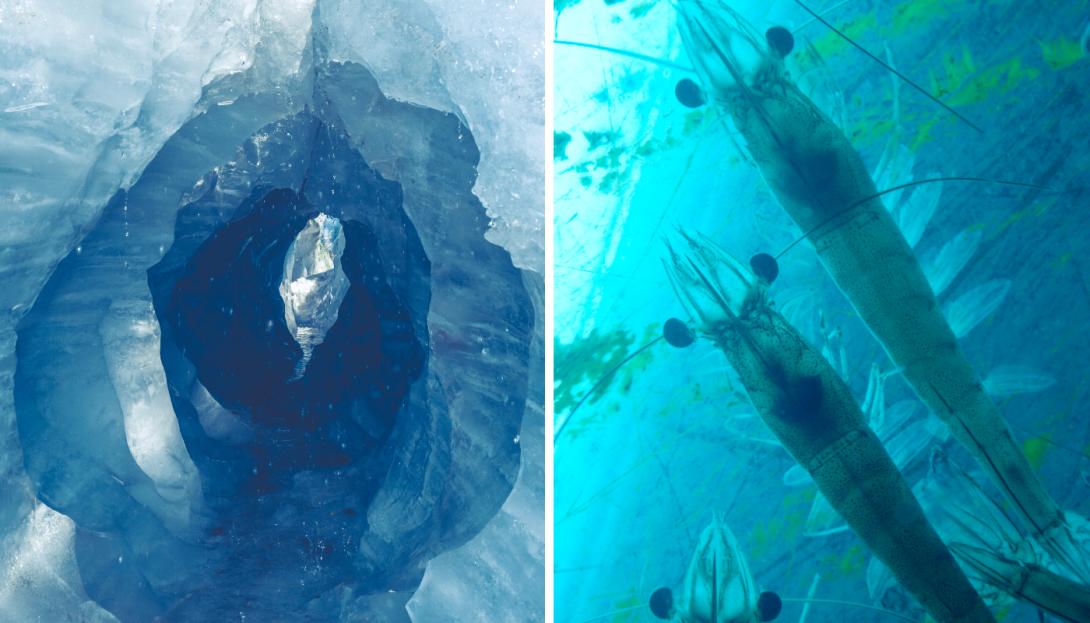 É descoberto "mundo escondido" abaixo do gelo da Antártida onde há vida -0