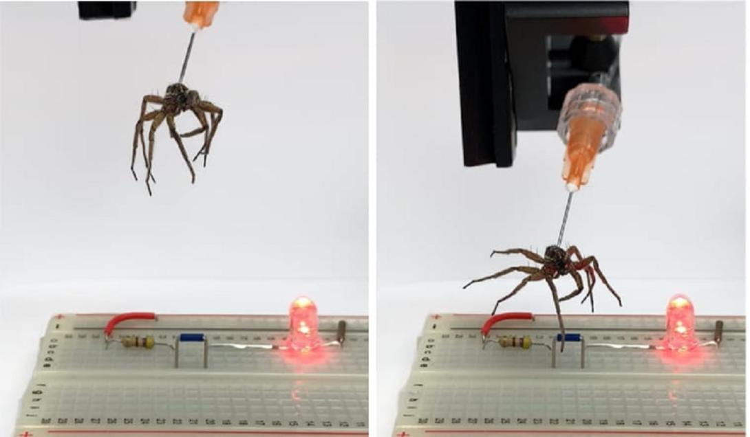 Necrobots: cientistas transformam aranhas mortas em robôs-0