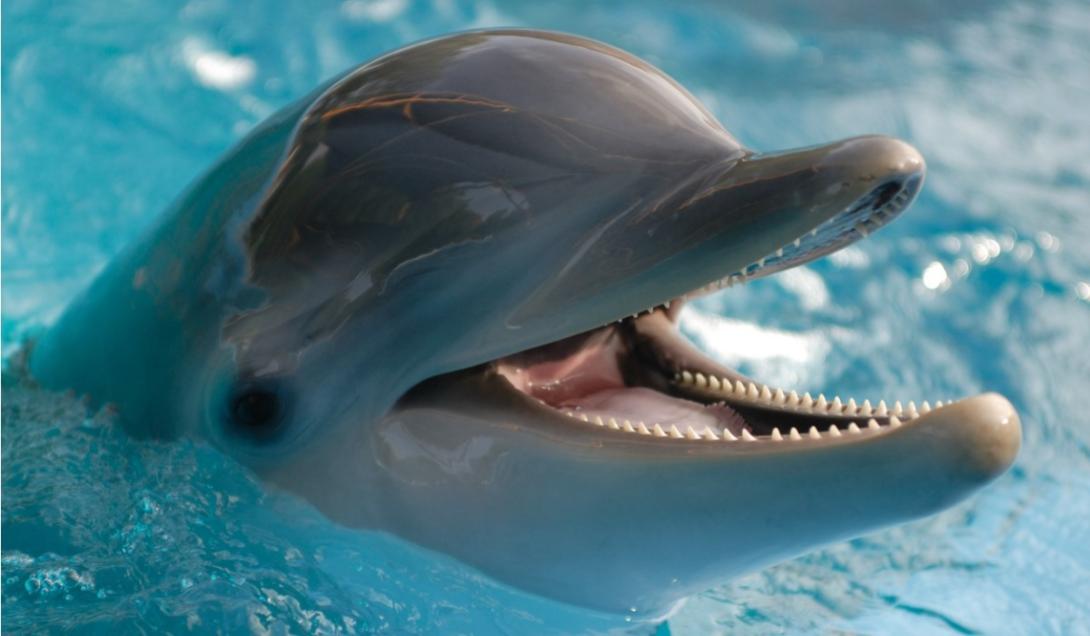 Cientistas descobrem que os golfinhos gostam de música clássica-0